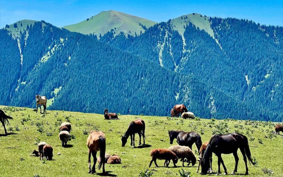 [图]漫步在伊犁恰西高山草原