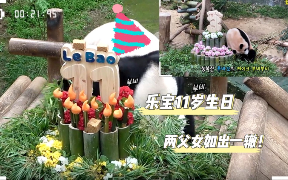 乐宝11岁生日,动作神似福宝!!哔哩哔哩bilibili