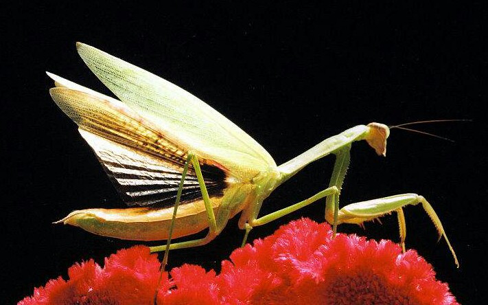 科普昆虫们形形色色的翅