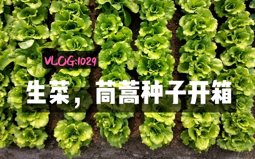 『大吉花卉开箱』生菜,茼蒿种子开箱(附带勋章菊等其他种子)哔哩哔哩bilibili