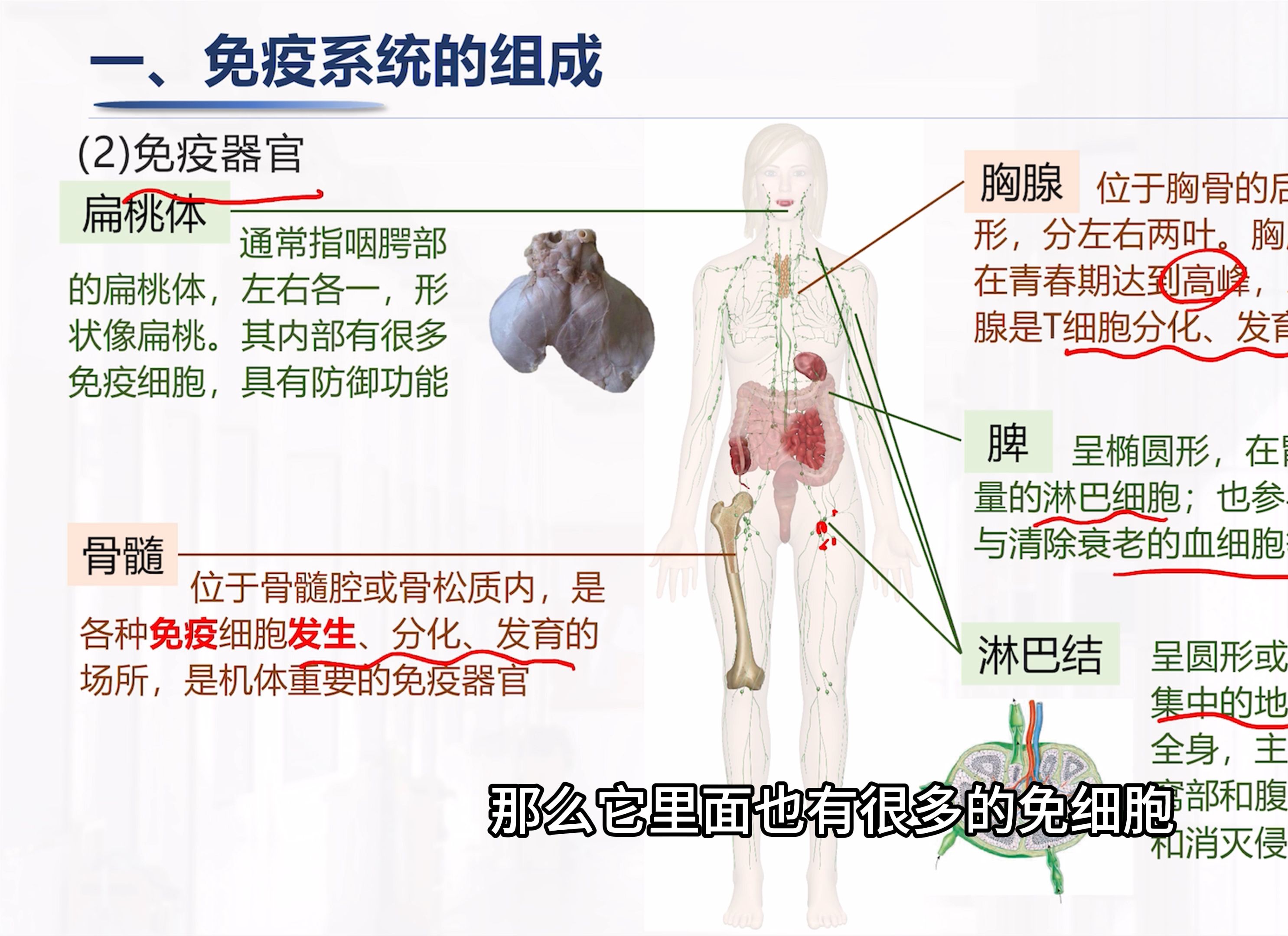 高中免疫系统图解图片