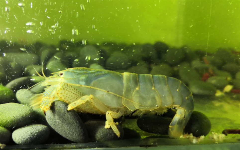 忍疼花费巨额购入非洲巨型网球虾,呆呆萌萌真可爱(2961 .