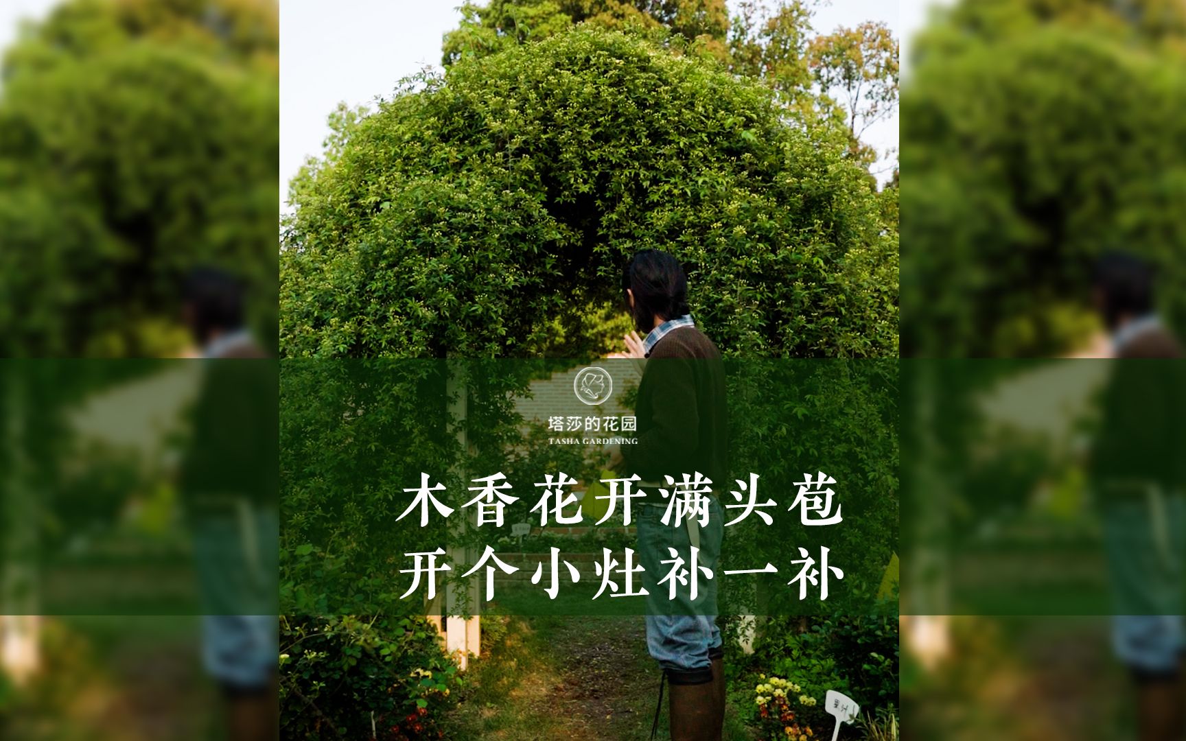 木香花开满头苞,开个小灶补一补哔哩哔哩bilibili