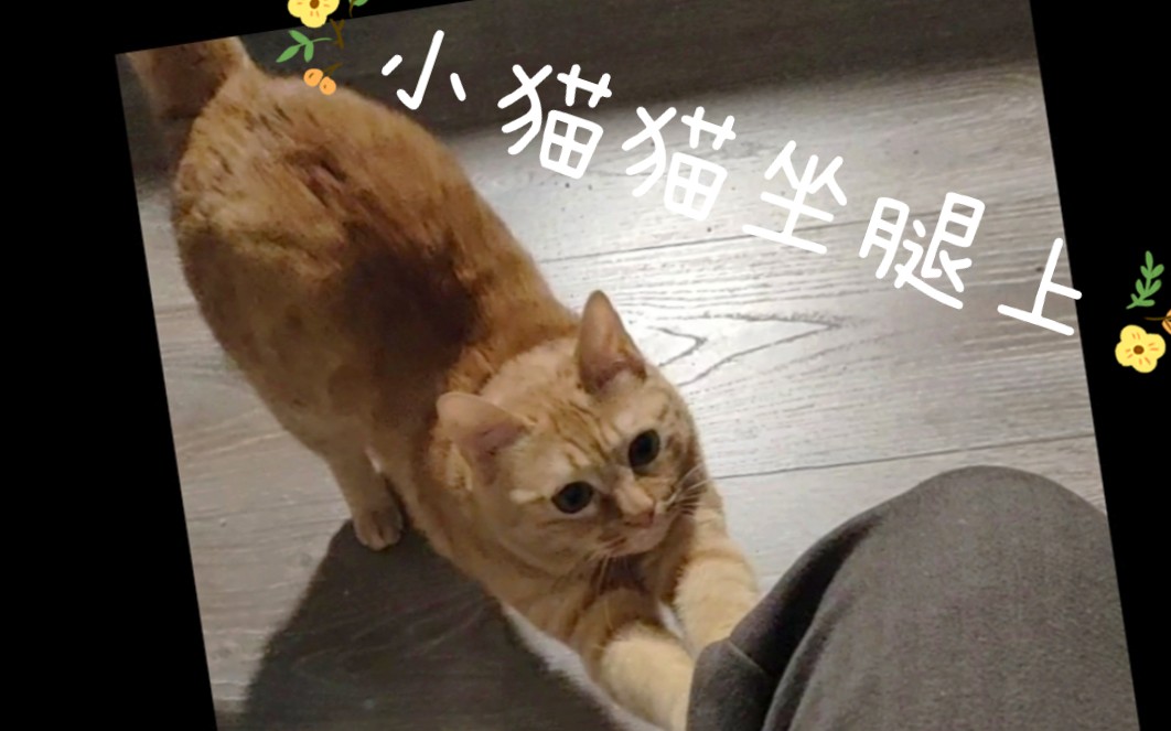 第一人称长长长撸猫视频——快来云撸猫呀哔哩哔哩bilibili