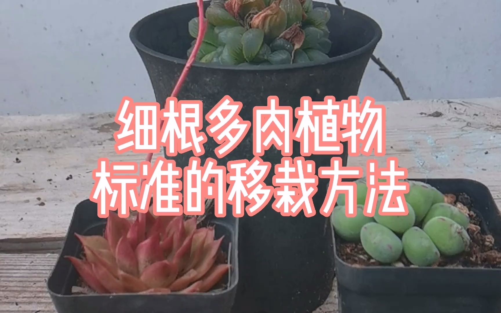 干货分享,细根多肉植物标准移栽方法