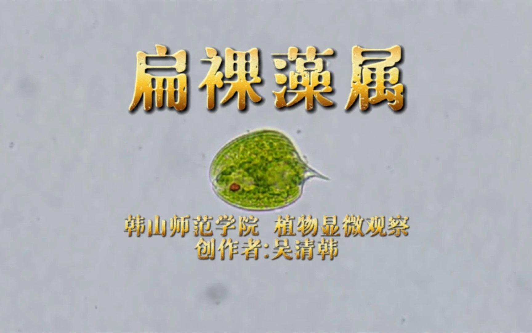 扁裸藻属的显微观察哔哩哔哩bilibili