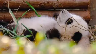 Скачать видео: 这是我最喜欢的花花小熊毯