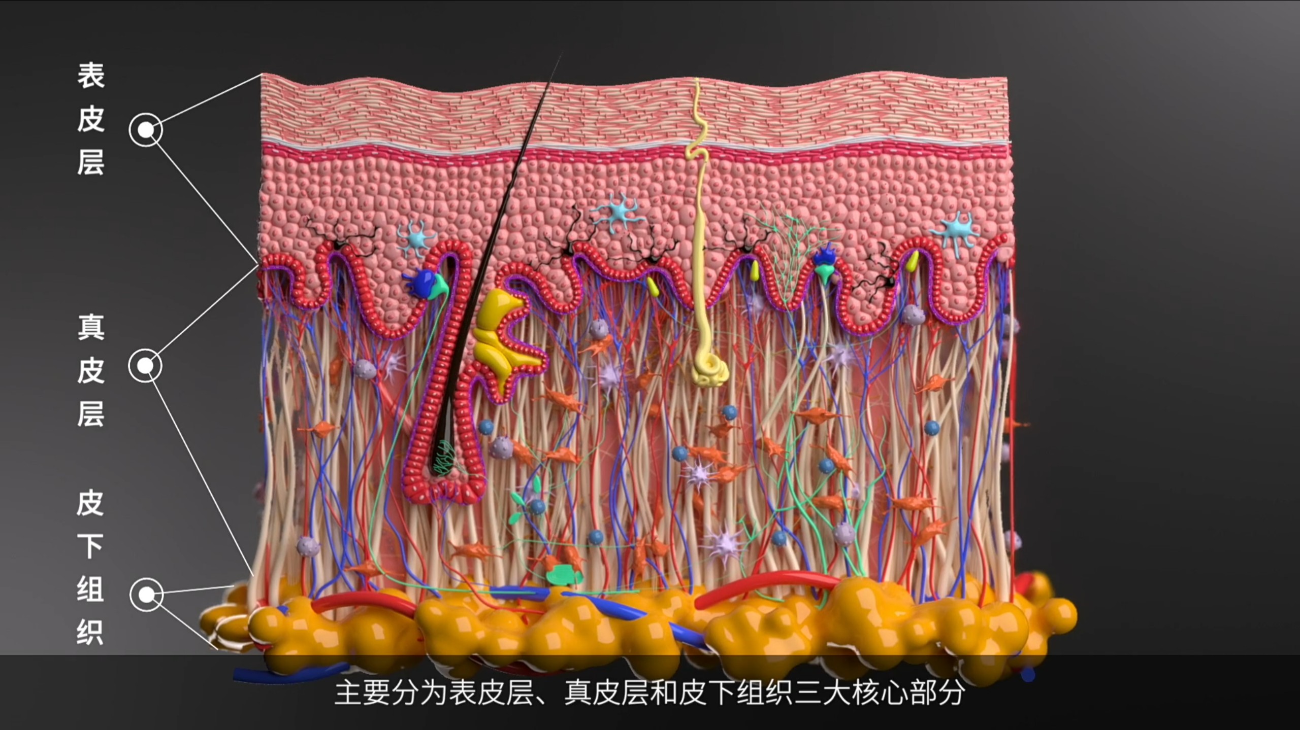 人体皮肤3D动画｜生物医药/护肤品牌宣传利器