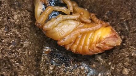 独角仙化蛹 哔哩哔哩