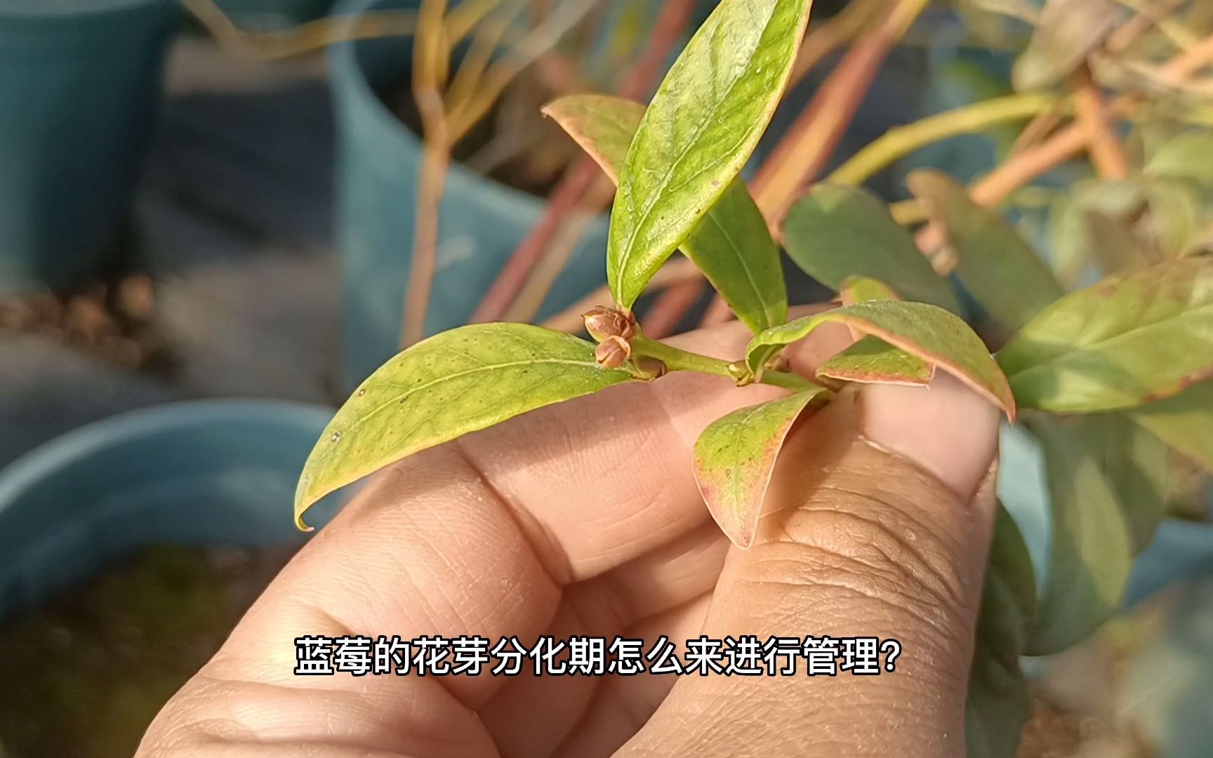 蓝莓花芽分化期管理很重要,正确养护,花芽才能顺利分化