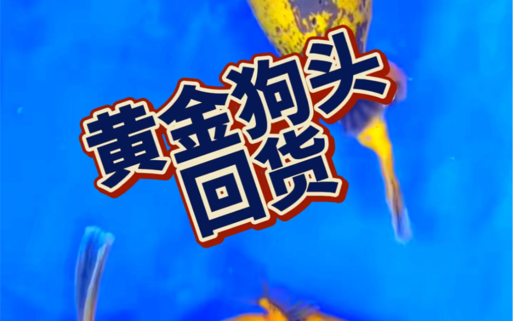 黃金狗頭回來了兩條,尺寸分別19釐米跟20釐米,#黃金狗頭 #狗頭 #養魚