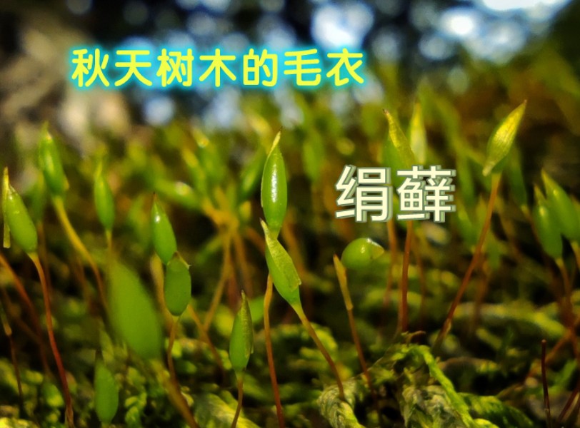 认识苔藓|绢藓|树木的毛衣哔哩哔哩bilibili