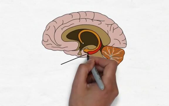 【two minute neuroscience】<中英字幕>海马体/hippocampus哔哩哔哩bilibili