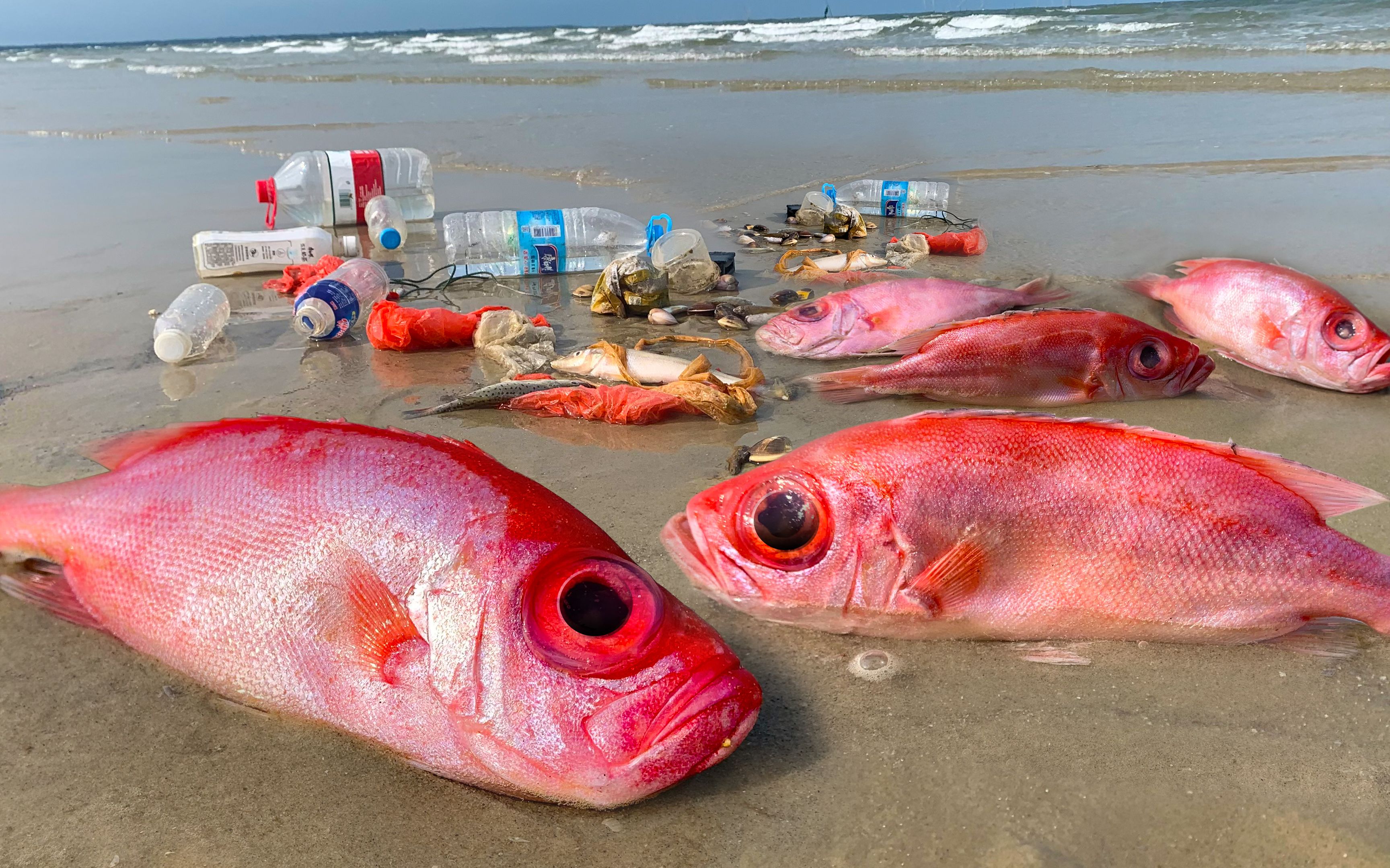 台风前去赶海,100米深海巨眼鲷被打上岸,眼睛比玻璃球都大哔哩哔哩bilibili