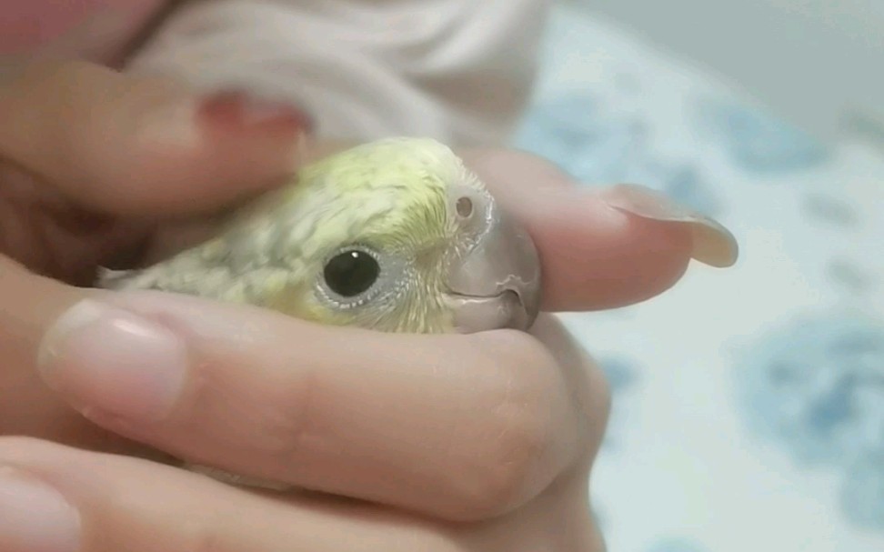 玄鳳鸚鵡日常擼鳥