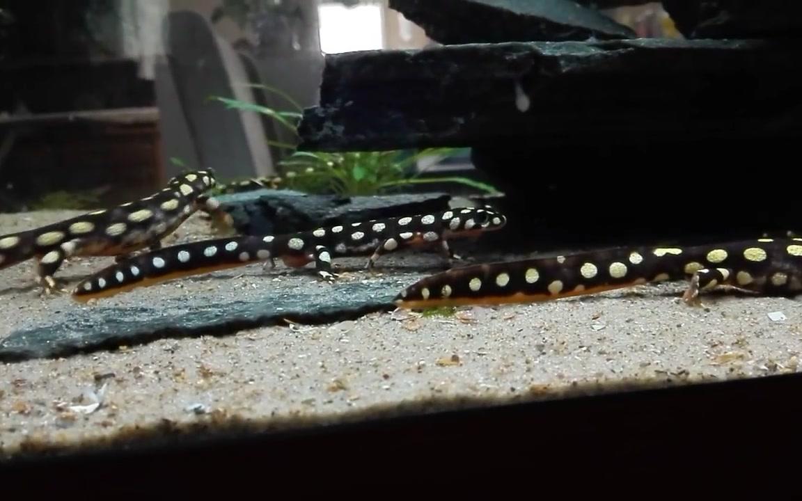 土耳其星斑螈neurergus crocatus