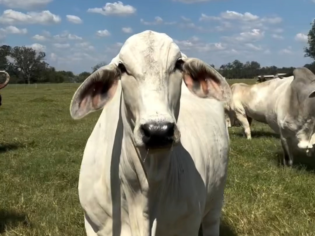 婆罗门牛,外观霸气的肉牛!