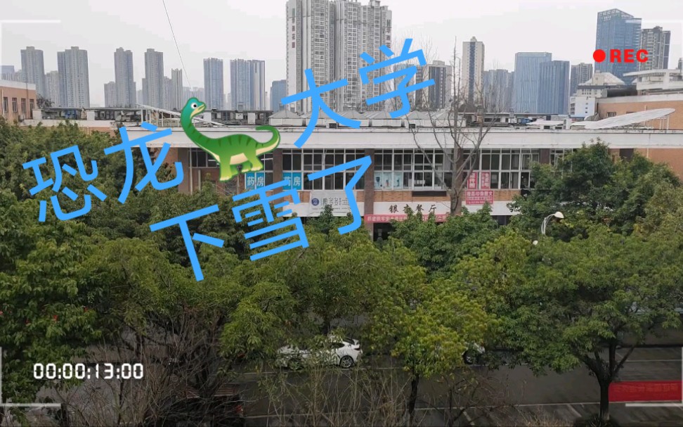 成都市成华区 二仙桥恐龙大学 落雪了 头皮毛毛雪