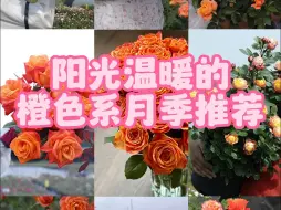 Tải video: 【惠惠的花园】十款阳光温暖的橙色系月季推荐，每一款都是花园里的c位，是超级亮眼的存在