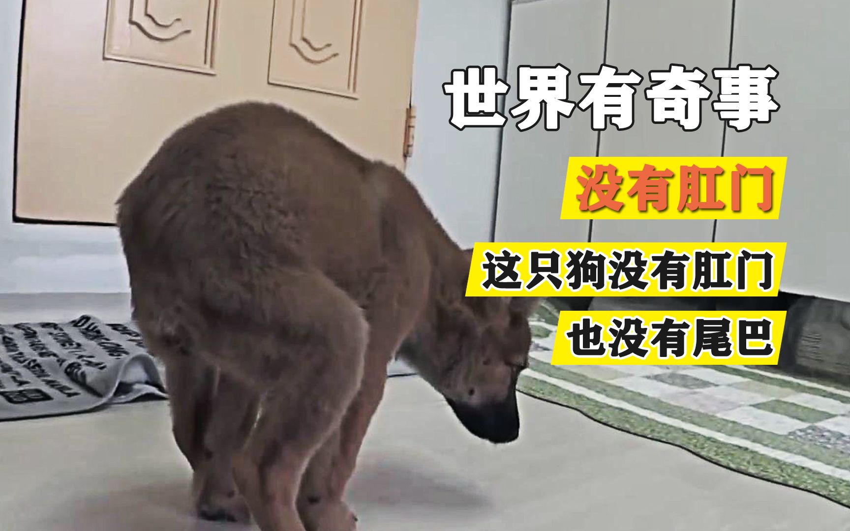 狗狗天生没有肛门和尾巴,并且是雌雄同体,它很痛苦