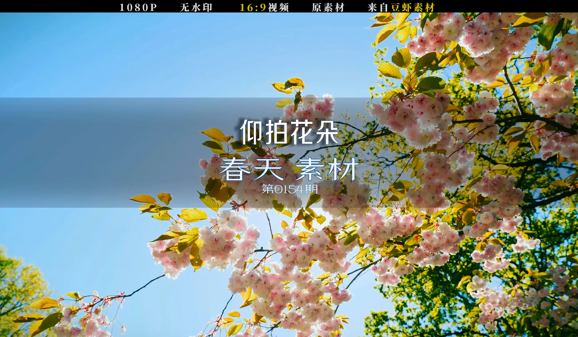 仰拍春天满树的桃花哔哩哔哩bilibili