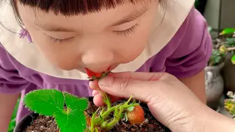 下载视频: 阳台种草莓