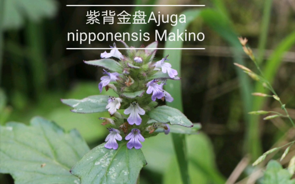 紫背金盘ajuga nipponensis makino
