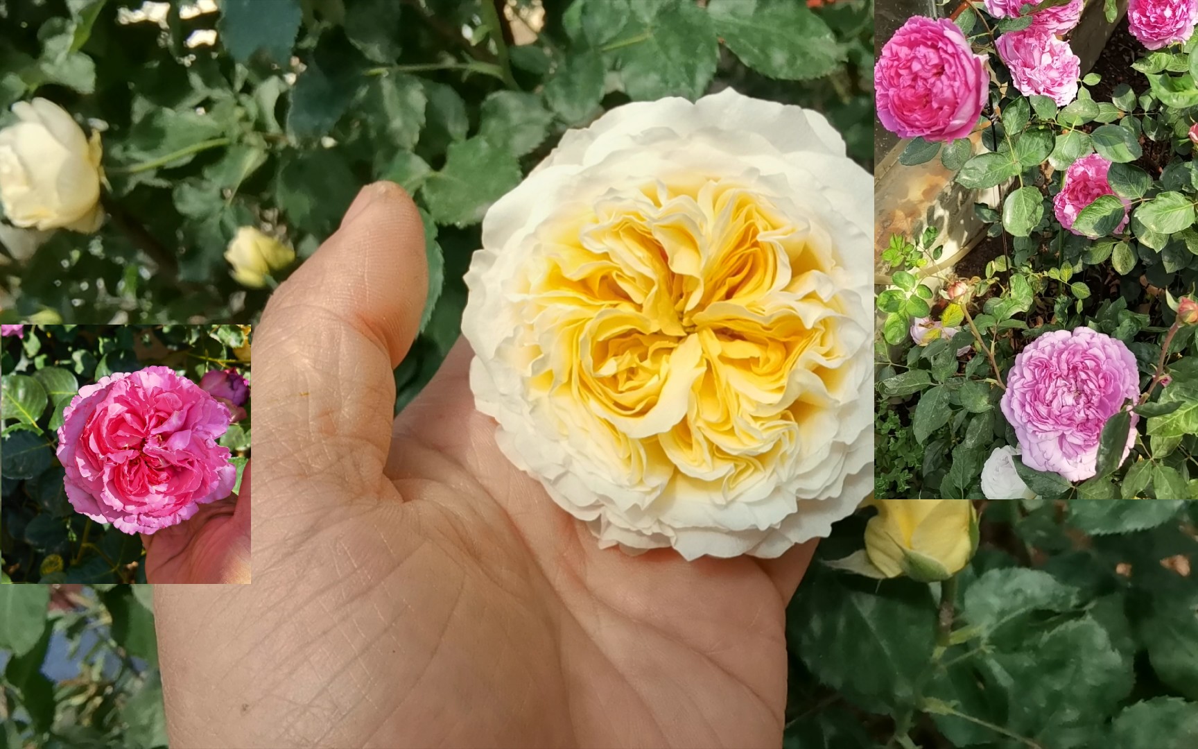 看看碧翠丝,伊芙胭脂香水,伊芙伯爵