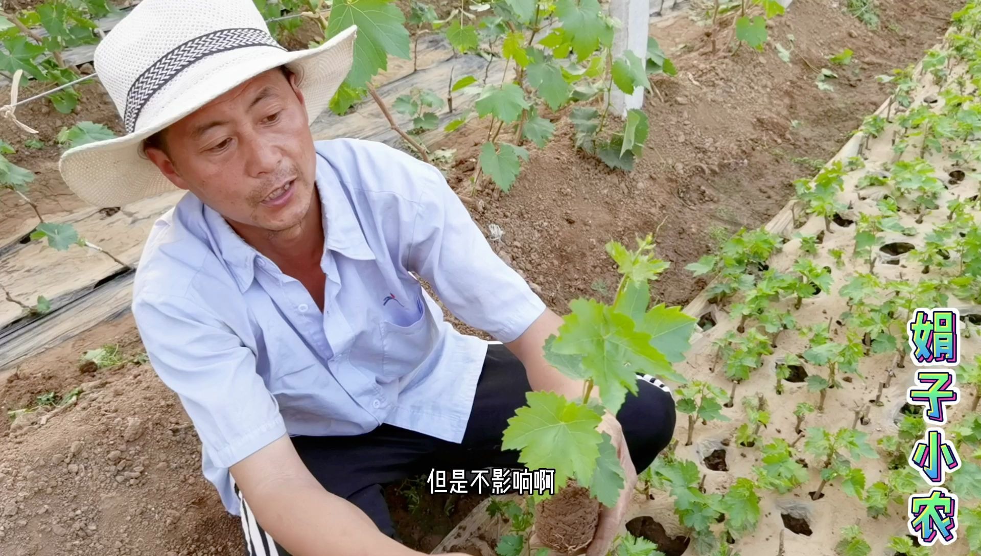 蓝宝石葡萄小苗,怎么栽植成活率能达98%?听老农说种植经验哔哩哔哩bilibili