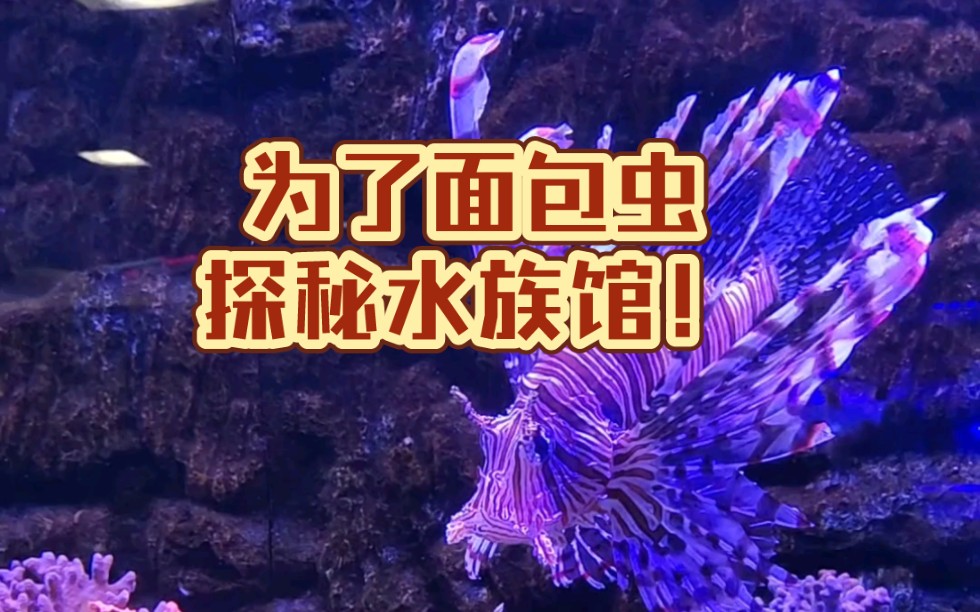 [图]去水族馆买面包虫，居然看到了……