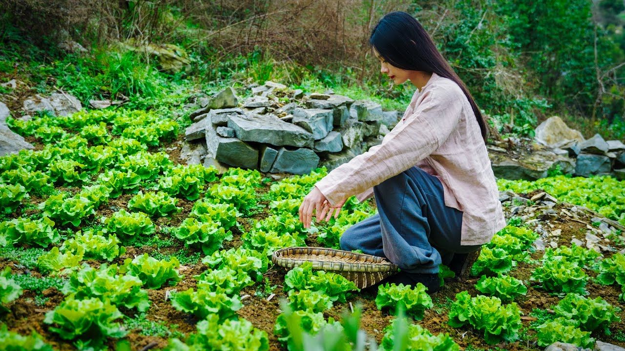 乡村女孩,种地 摘菜 蔬菜包肉 