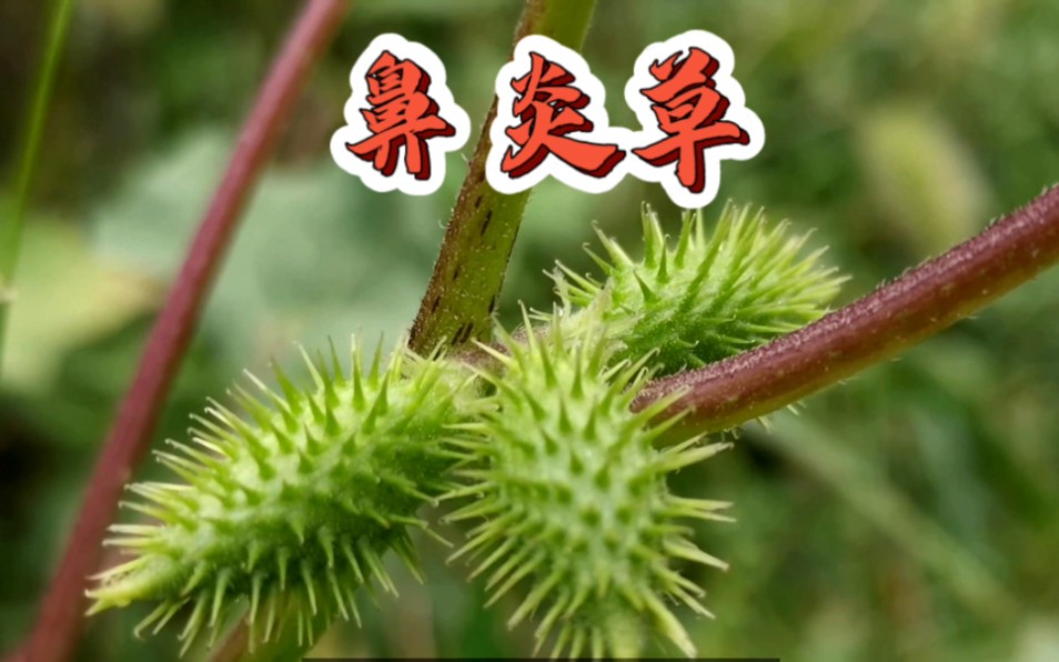 鼻炎草——苍耳子,它的秘籍,您知道吗?