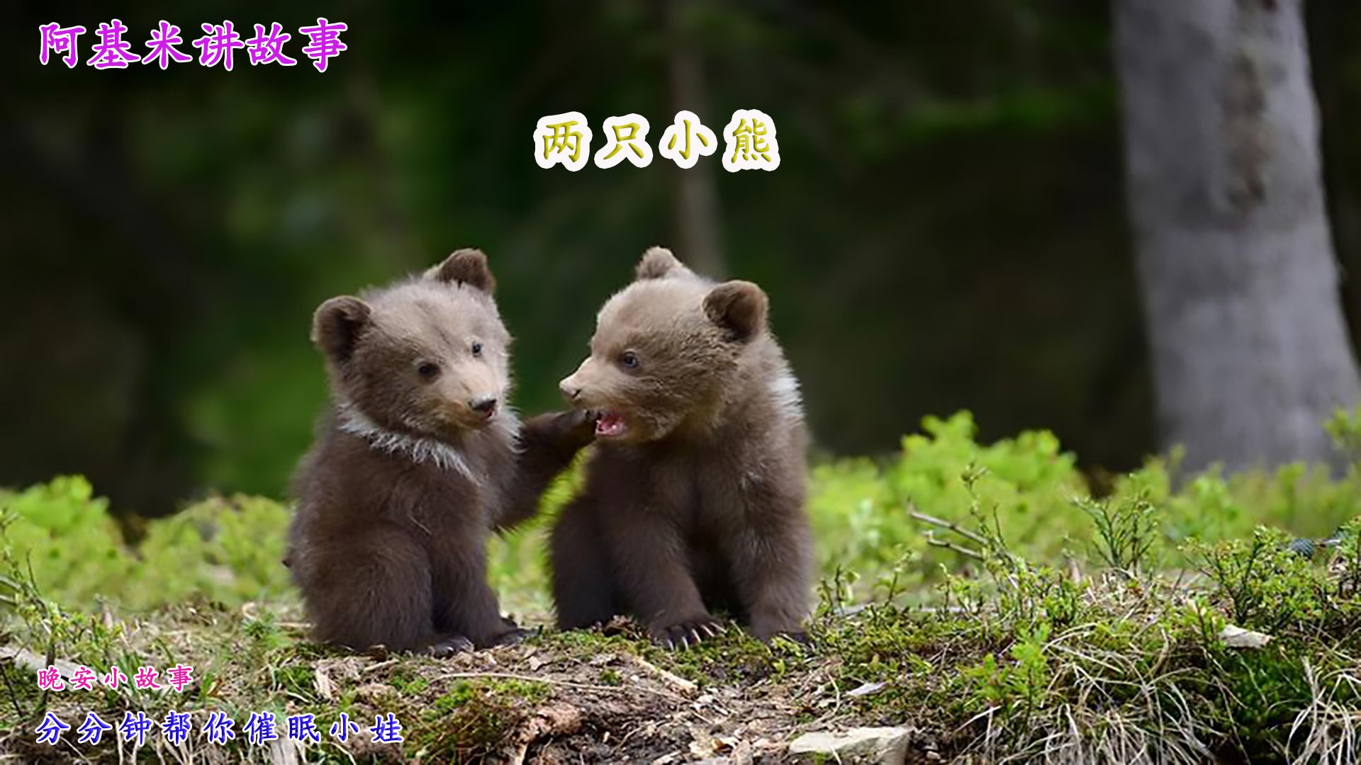 15,阿基米讲晚安故事 两只小熊