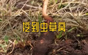 下载视频: 一不小心挖到了虫草的家