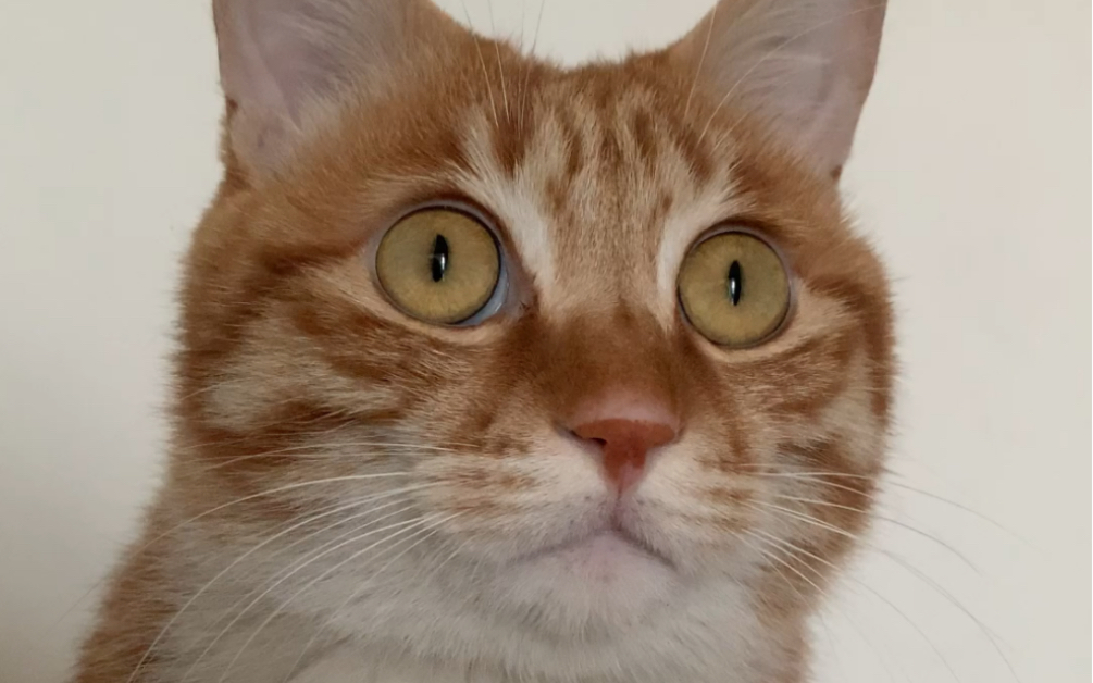 惊恐小猫咪