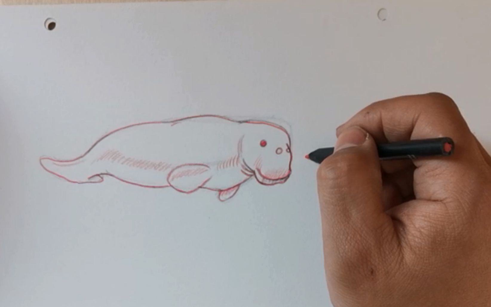 画一只美人鱼——儒艮