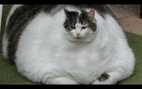 comeonldq的微博_微博