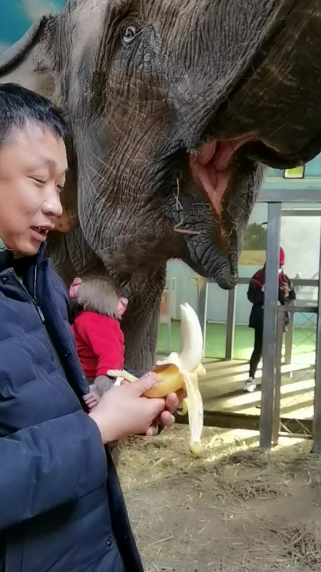 吃香蕉大象
