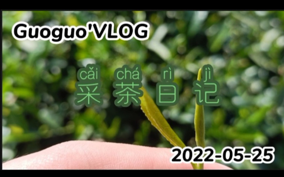 Guoguo's Vlog‖采茶日记哔哩哔哩bilibili