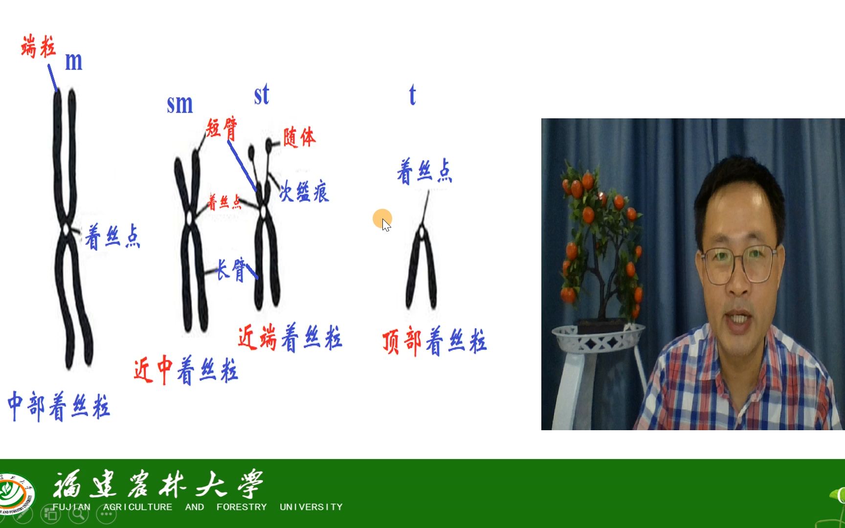 第二章 遗传的细胞学基础染色体的形态和数目染色体的形态特征茶创2021级哔哩哔哩bilibili