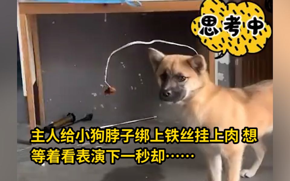 主人给小狗脖子绑上铁丝挂上肉,想等着看表演下一秒却…… 网友:一