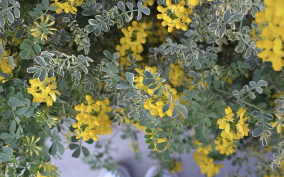 新年园艺群植物快闪活动最后一弹瓦伦丁小冠花2020年的新年皇冠不掉