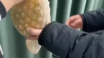 菠萝袜！丝袜～淘宝店：巧匠织纺
