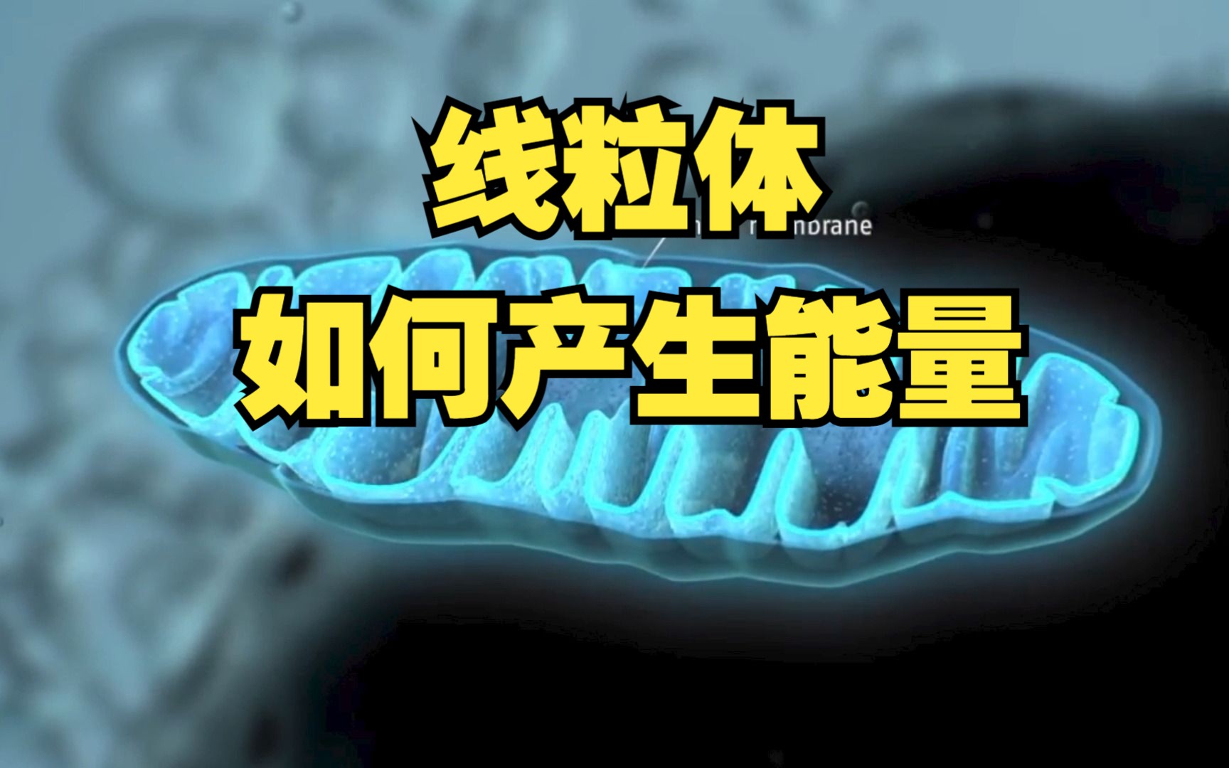 [图]【3D动画中文讲解】线粒体是怎样产生能量的（赶紧学，就不信有谁能卷过我）