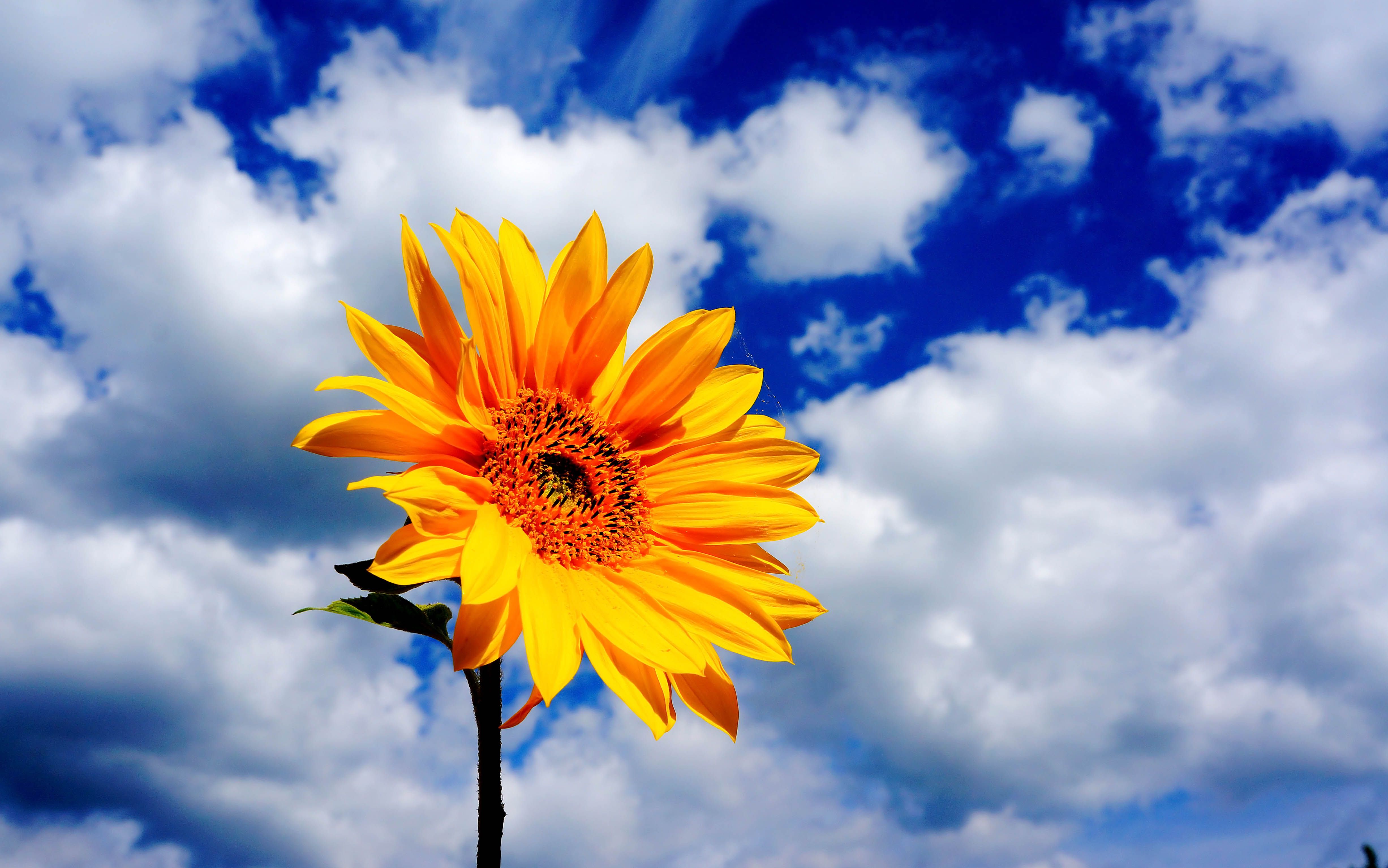 吉他《晴天》糊弄版,辣耳朵系列_哔哩哔哩 (゜-゜)つロ 干杯~-bilibil