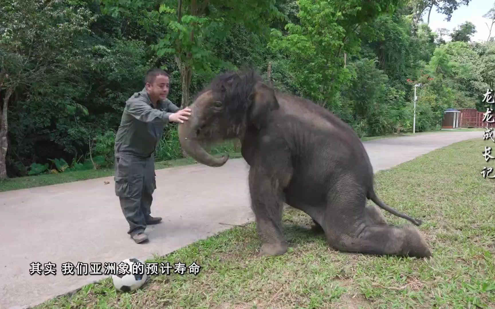 [图]亚洲象“龙龙”成长记