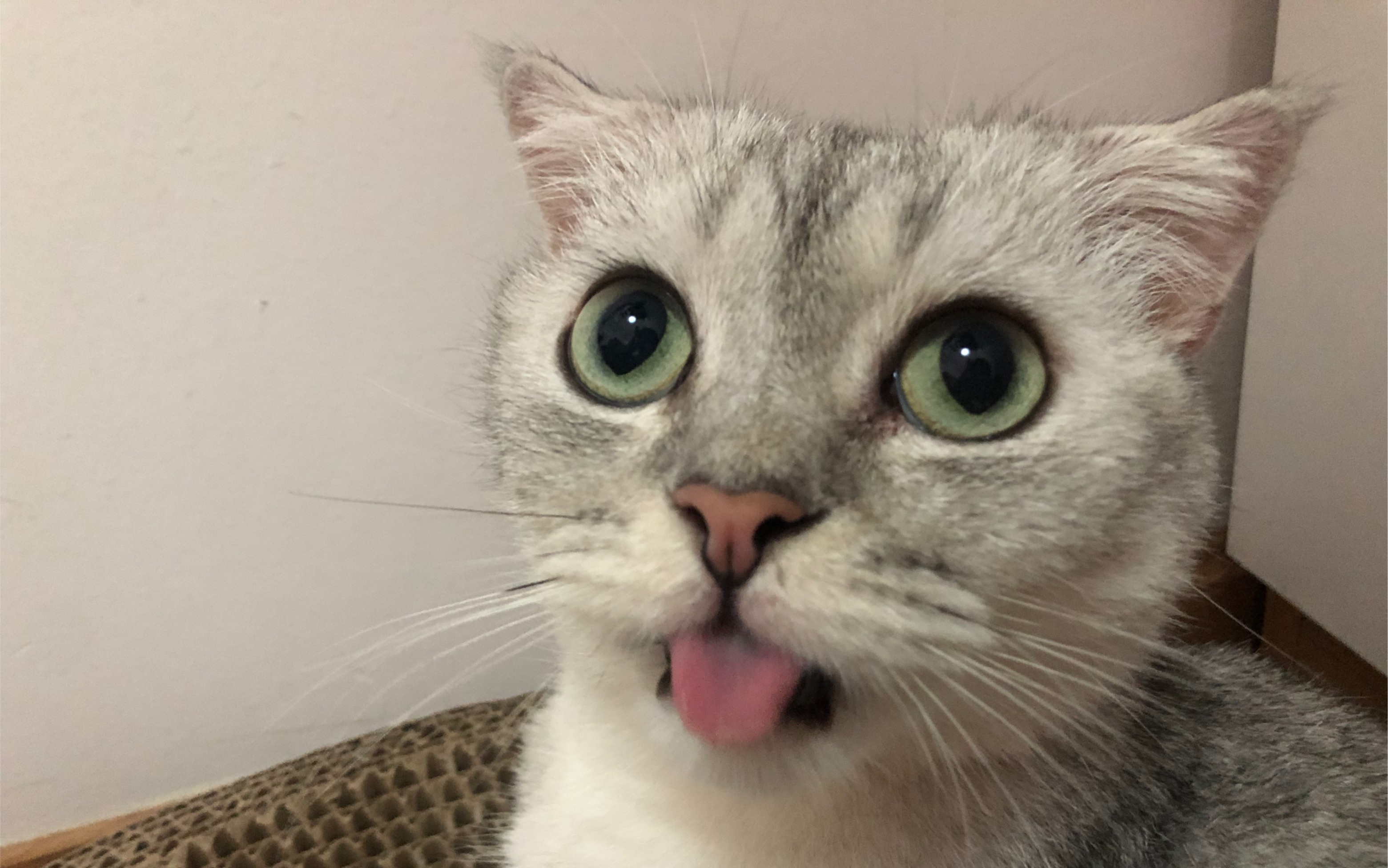 挑战吐舌头30s!真的有这么好回味吗?(吃了猫条)