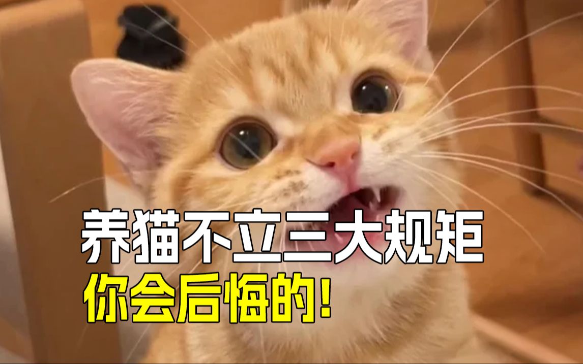 养猫3大规矩:逆子变粘人精哔哩哔哩bilibili