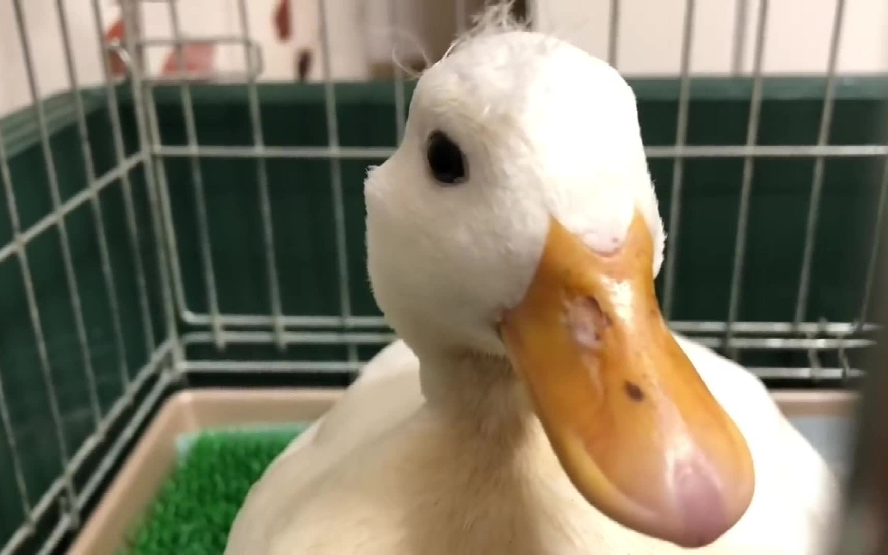 这鸭子长得白白胖胖的主人家应该要不了多久就能吃鸭蛋了