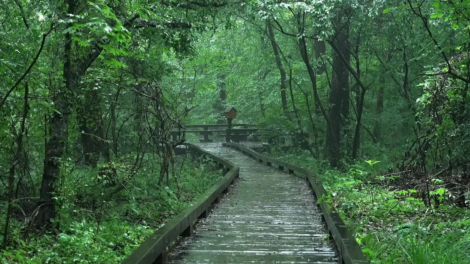 【真实雨声】密林深处白噪音雨声哔哩哔哩bilibili